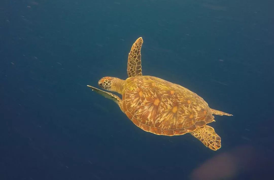 与潜水员同游的海绿龟 / 拍摄者：钟峪